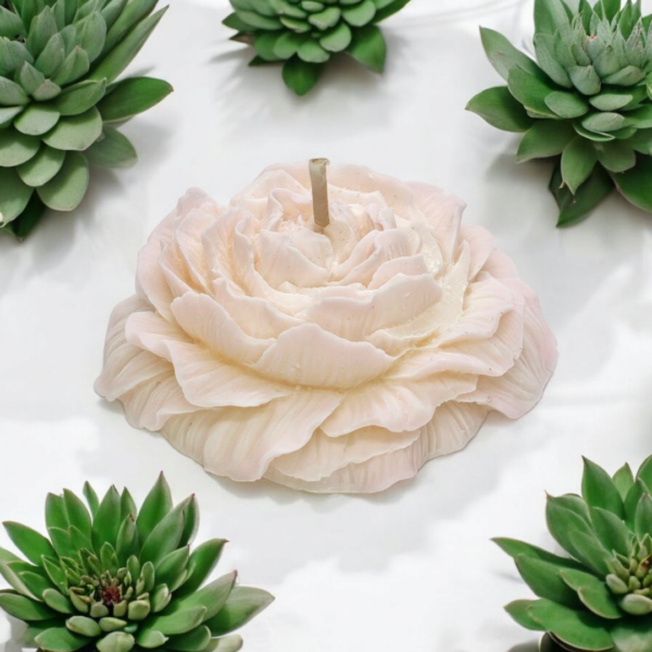Pivoine